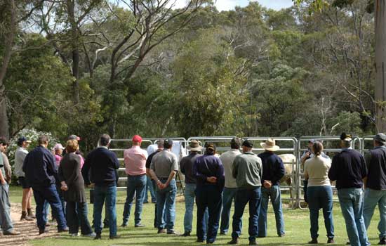 Live cattle demonstrations