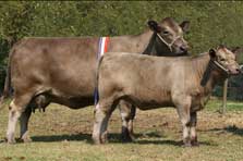 Monterey Gemstone A22