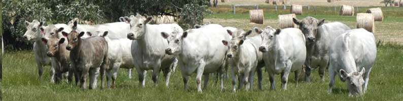 Monterey Cows and calves