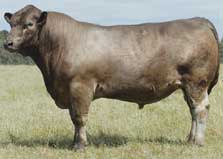 Monterey Steamroller